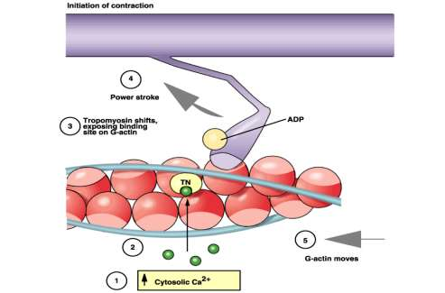 Stato rilasciato Inizio della contrazione G- actina Troponina Testa miosina La Tropomiosina impedisce interazione actina-miosina La testa si piega Sito attacco miosina-actina disponibile Il legame
