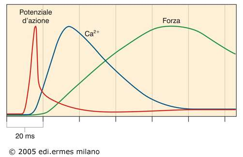 Tensione Placca motrice Fibra muscolare PA dal motoneurone Terminale