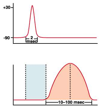 Tensione Potenziale d azione della fibra muscolare Tempo (msec) Periodo di Latenza Contrazione muscolare Tempo (msec) Il fenomeno