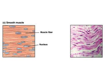 Il muscolo liscio: Involontario, attivato spesso in via riflessa dal sistema nervoso autonomo in risposta a stimoli diversi Il muscolo striato: Scheletrico, Attivato dal SNC, attraverso le fibre