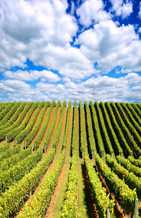 Pagina 2 di 9 - Mercato nazionale dei vini comuni Vini bianchi comuni ANNO Vini bianchi comuni 2015-3-1 3,32 /Ettogrado -0,2% -23,4% Vini rossi comuni ANNO Vini rossi e rosati comuni 2015-3-1 4,18