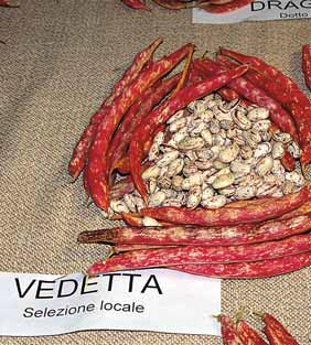 Solista Vedetta Cultivar valutate un solo anno Sel. 228 A.