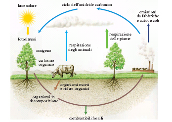 dei loro tessuti e di nuovo restituito all atmosfera sotto forma di CO 2. 5.