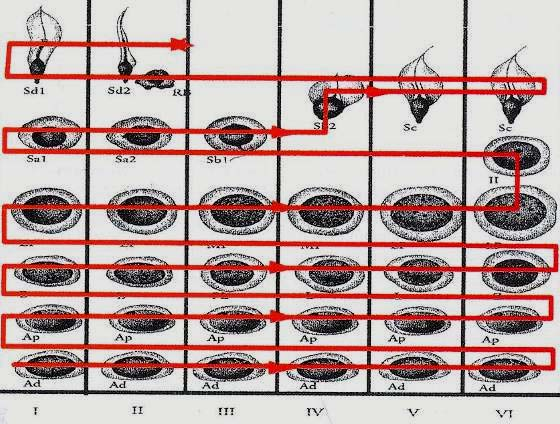 Secondo l ipotesi di Clérmont (1966) ancora in auge, la spermatogenesi segue un modello che nell uomo è costituito da sei stadi (I VI), la