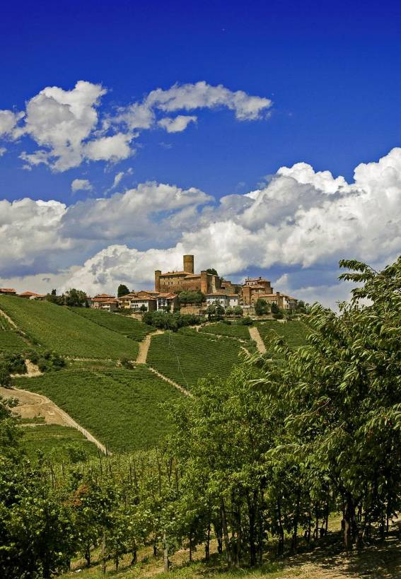 Promozione turistica Desk promozionale durante tutto l evento con presentazione di proposte di visita, come il Wimu, il Museo del Vino di Barolo, proposte di viaggio e pacchetti turistici;