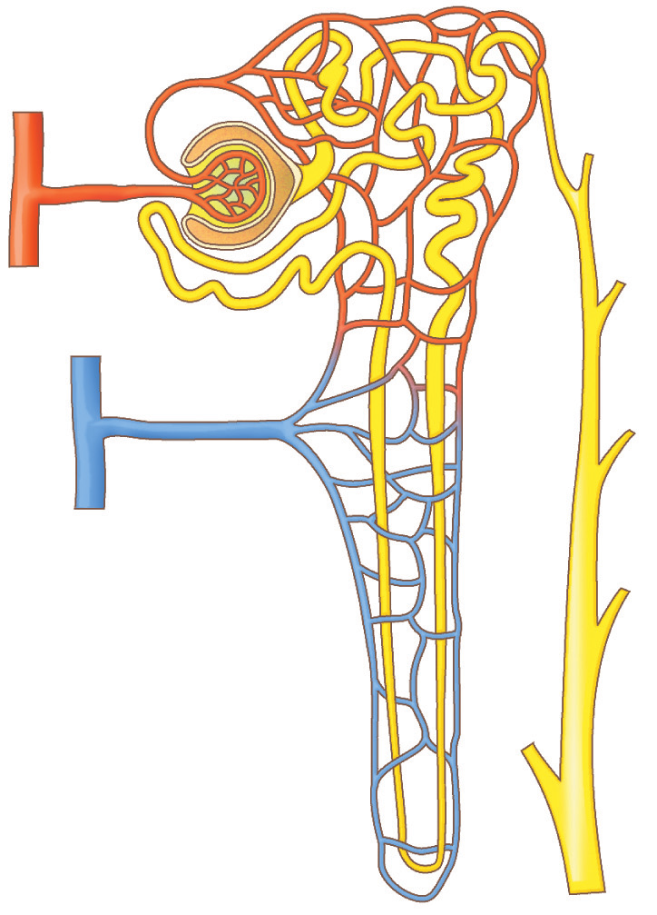 vena cava inferiore reni vena e arteria renali aorta regione midollare regione corticale pelvi renale nefrone vena renale arteria renale capsula di Bowman arteriola efferente arteriola afferente
