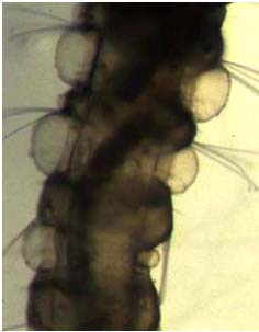 Trattamento contro le larve neonate con piante in vaso Mortalità lrvale (%) dopo 15 giorni 100 80 60 40 20 0 S. carpocapsae MR7 S. carpocapsae MR7 H. bacteriophora CE1 H.