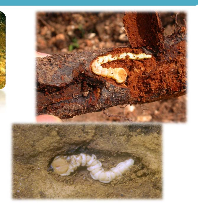 Larva apoda, molle, bianco cremea, depressa in senso dorso ventrale, con capo nascosto in