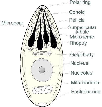 Apicomplexa (sporozoi) Phylum: Apicomplexa Subphylum: Sporozoa Parassiti intracellulari obbligati Presenza di un complesso apicale utile alla penetrazione attiva nella cellula Riproduzione asessuata