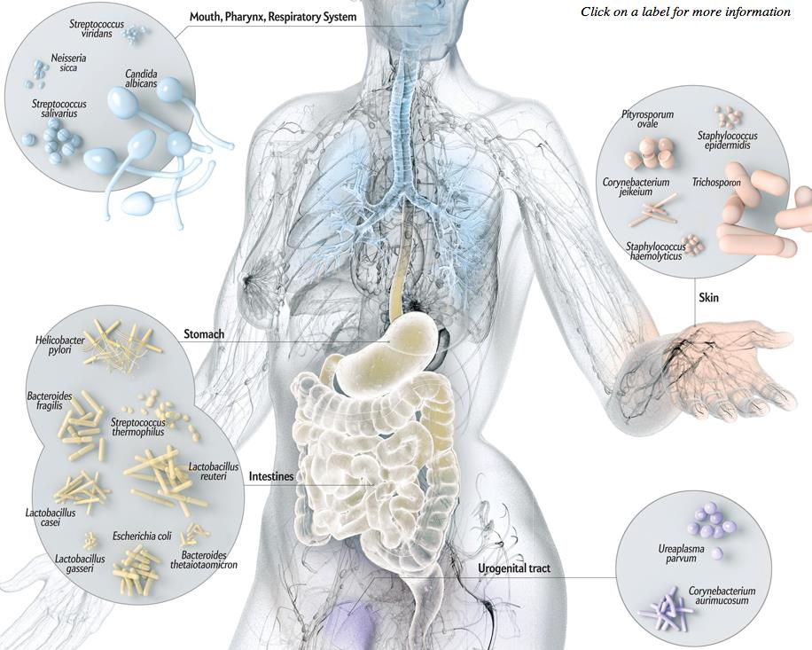 Cos è il Microbiota La parola microbiota definisce l insieme dei microorganismi che risiede in una determinata nicchia ecologica.