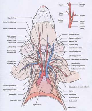 MODELLI DI PATOLOGIE INDOTTI ratto catalettico