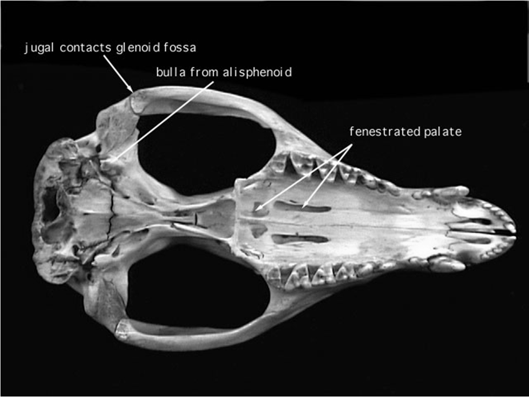 MARSUPIALI I marsupiali si distinguono dai placentali per molti caratteri: Scheletrici: Il palato osseo è più fenestrato Il processo angolare è inclinato L osso jugale è