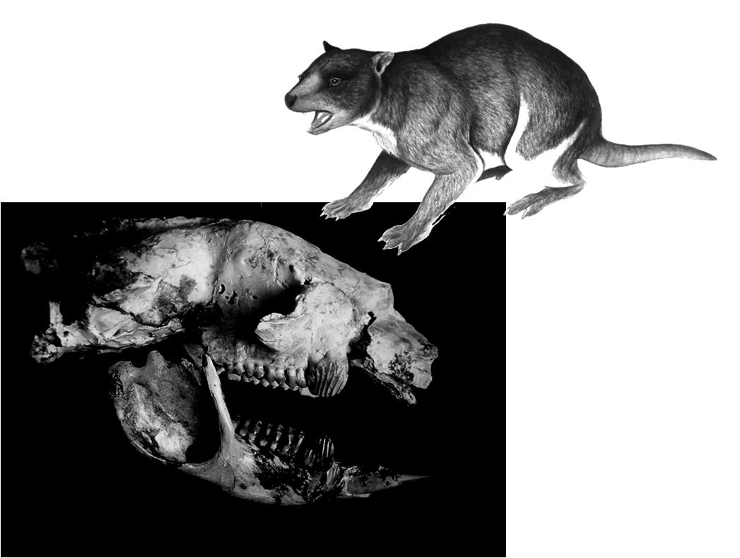 Convergenza morfologica/funzionale tra il cranio di