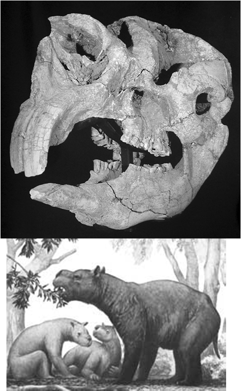 Diprotodonti Grossi e medi