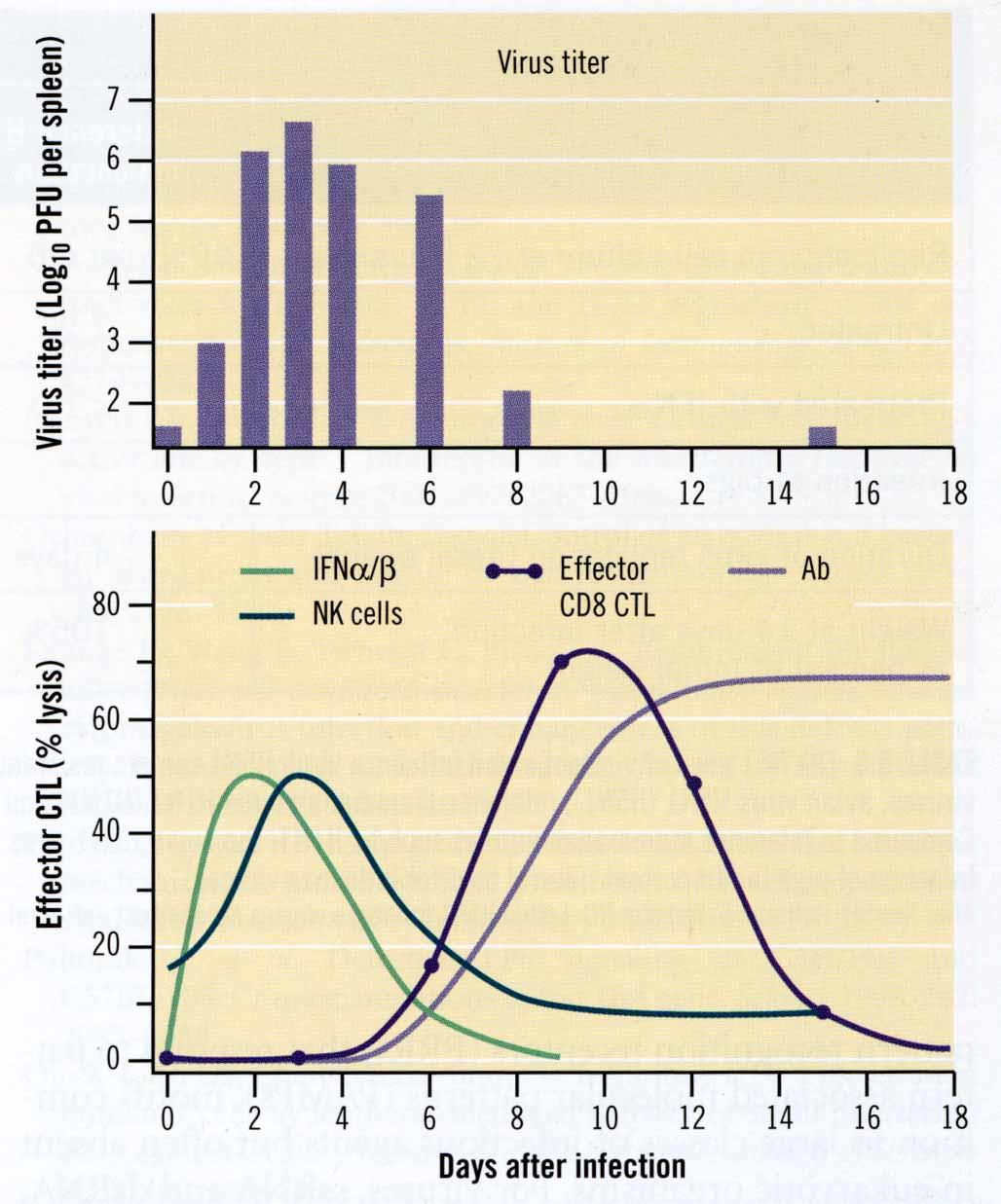 Cinetica delle risposte immunitarie all infezione virale Le risposte innate non specifiche precedono l induzione delle risposte antigene-specifiche.