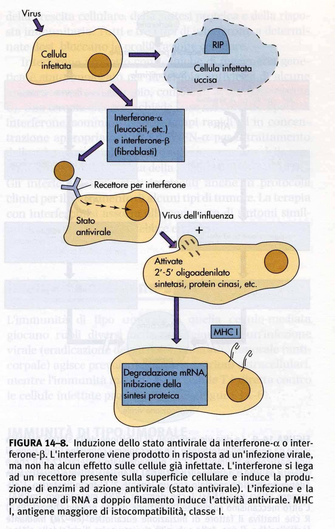 Interferon Il sistema degli interferoni (IFNs) è una delle più importanti difese antivirali. Sono un gruppo di proteine sintetizzate in risposta all infez. virale ed a altri stimoli.