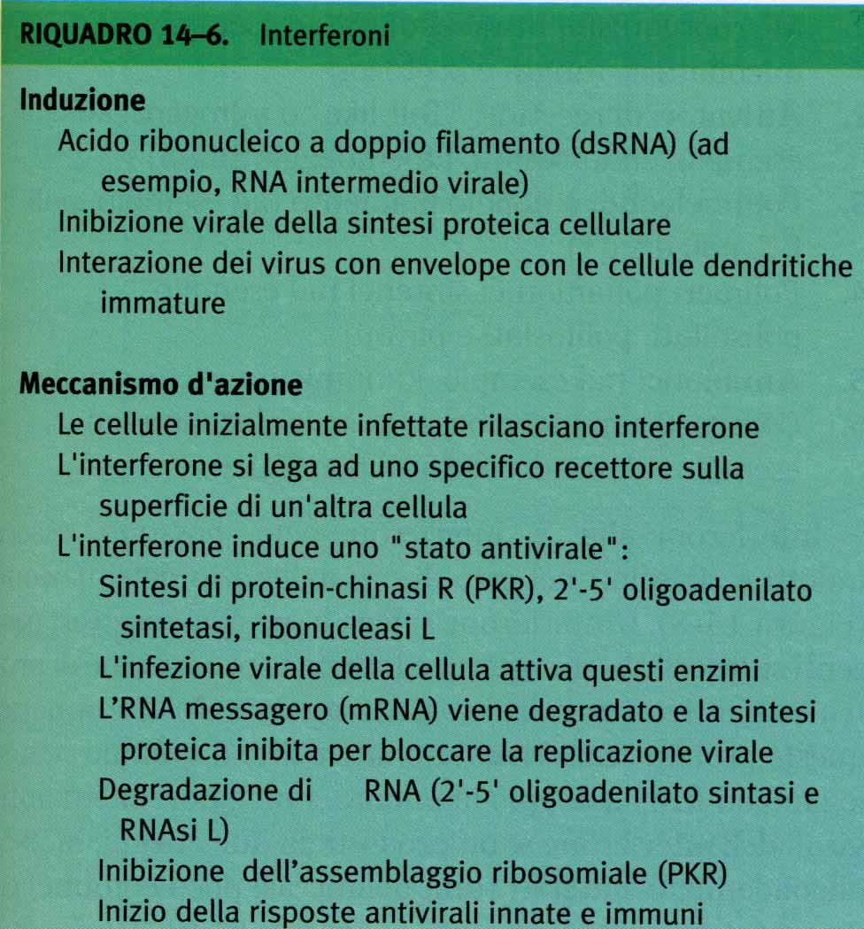 caratteristiche dell IFN Oltre che dai virus, gli IFNs sono indotti da: morganismi intracellulari (batteri, miceti, protozoi) Attivatori dei TLRs o mitogeni Polimeri sintetici (polifosfati, ecc.