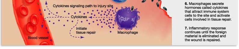 MODIFICAZIONI DELL IMMUNITÀ NATURALE (INNATA) Componenti dell immunità naturale: CELLULE DENDRITICHE