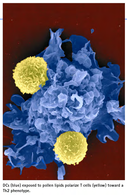 DENDRITIC CELL - T