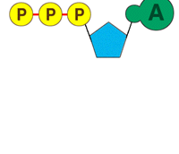 L'ATP, il trasportatore universale di energia In tutti i viventi esiste una molecola, chiamata adenosin trifosfato (ATP), che ha il compito di assorbire l'energia prodotta dalle reazioni esorgoniche