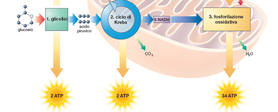 Respirazione Cellulare: le fasi La respirazione