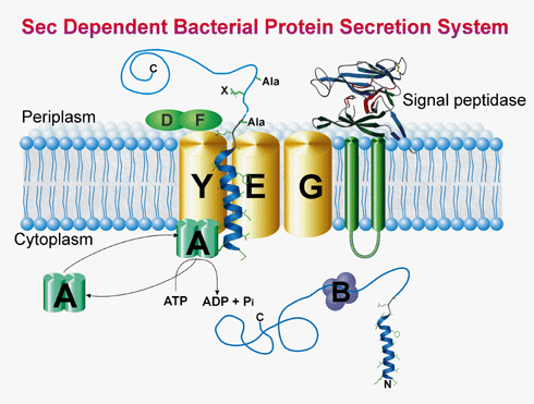 Le proteine per essere secrete attraverso il sistema di