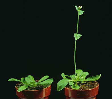fitoplasmi alterano le relazioni tra la pianta e l insetto vettore Dalbulus maidis (Delong & Wolcott)