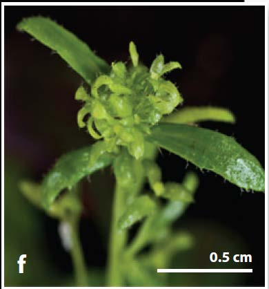 fitoplasmi alterano le relazioni tra la pianta e l insetto vettore Dalbulus maidis (Delong & Wolcott) Arabidopsis thaliana infetta