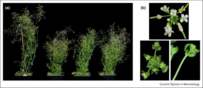 fitoplasmi alterano le relazioni tra la pianta e l insetto vettore Dalbulus maidis (Delong & Wolcott) Arabidopsis thaliana geneticamente