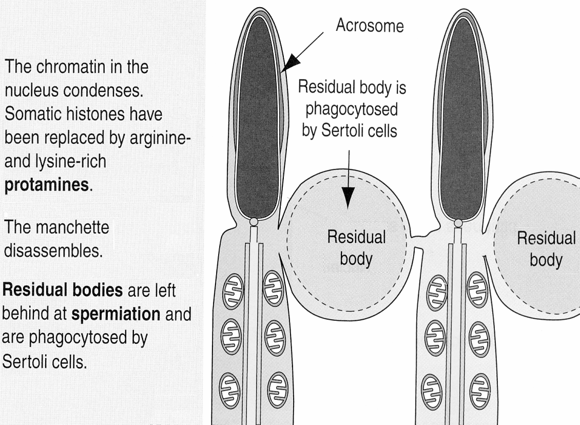 Acrosoma Fasi finali della spermiogenesi Nucleus Perinuclear ring