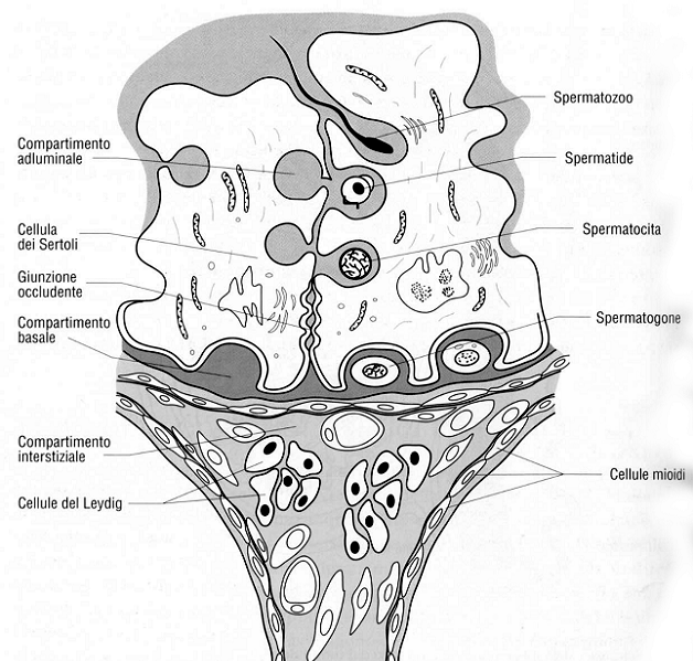 LA SPERMATOGENESI Sono responsabili dell attività contrattile che spinge gli spermatozoi verso la rete testis Sezione schematica di alcuni tubuli seminiferi.