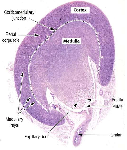 Immagine tratta da: Hystology and Cell