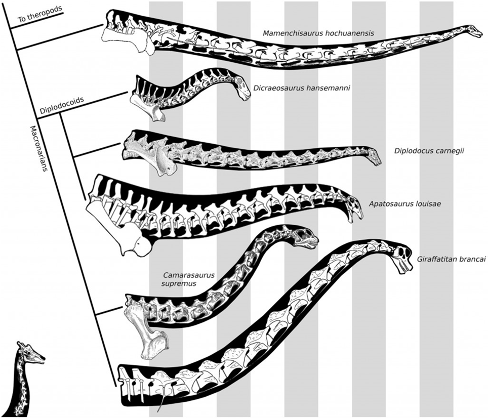 Spine neurali a V