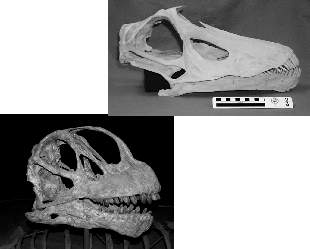 Camarasaurus supremus Giur Sup Nord America Collo più eretto che nei Diplodocoidi Coste cervicali allungate e sovrapposte Arti anteriori più