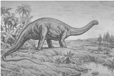 Modo di vita Giganti nei guai I primi Dinosauri Sauropodi furono descritti nel 1883, Marsh descrisse Brontosaurus,