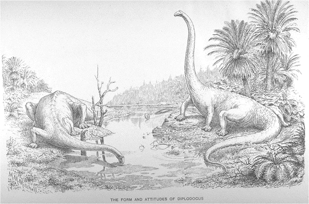Il brillante illustratore Charles Knight in un primo tempo ricostruì i Sauropodi, specialmente il più snello, Diplodocus, come