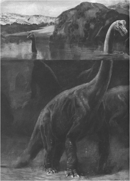 Ma venne letteralmente demolito da Holland nel 1910 Lo studioso di anatomia Tornier sostenne le ipotesi di Hay Così i grandi Sauropodi tornarono su quattro zampe ma anche in