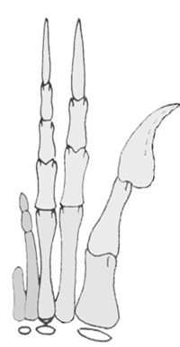 10 vertebre cervicali (Plesiomorfia) con corpi vertebrali allungati (Apomorfia) Possibilità di alzarsi sulle zampe posteriori In