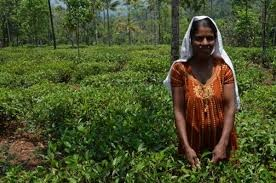 PRIME MATERIE: IL TÈ UNO DEI PRODUTTORI: Tea Promoters of India È un'organizzazione indiana pioniera nell'introduzione di criteri etici e ambientali nell'industria del tè.