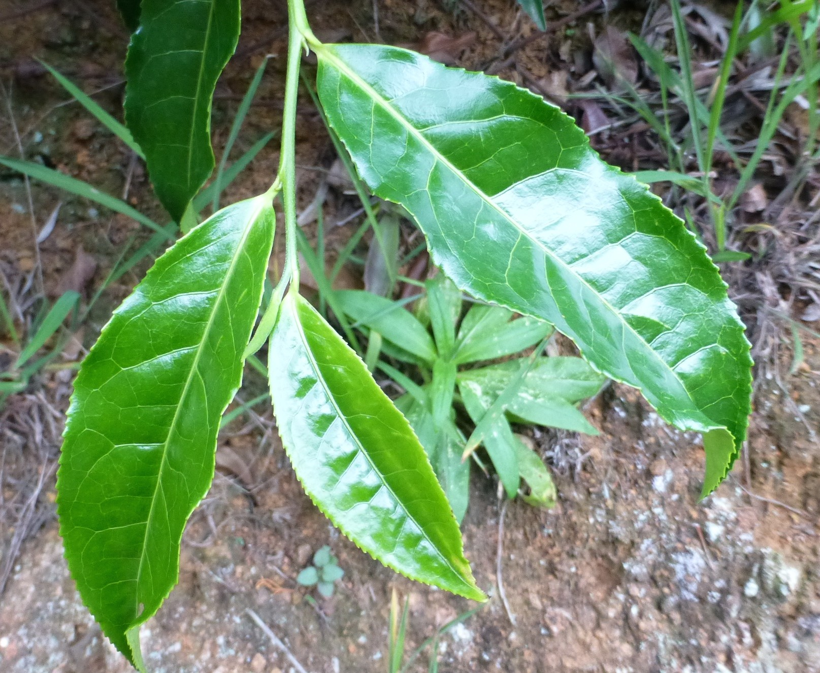 PRIME MATERIE: IL TÈ UN'ALTRA TAZZA È POSSIBILE Le diverse tipologie Le foglie più pregiate sono le più giovani sulla sommità della pianta, chiamate Flowery Orange Pekoe (Pekoe deriva dal cinese Pak