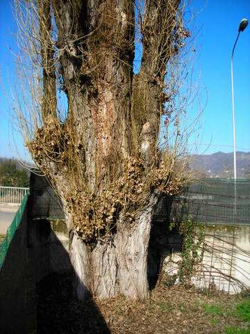 027 Pioppo di San Zeno Populus