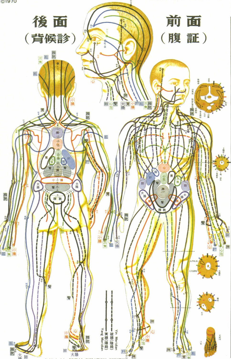 SU COSA AGISCE LO SHIATSU Sui punti del corpo evidenziati attraverso un adattamento degli studi di Agopuntura (TABELLA MERIDIANI DEL Mo MASUNAGA, adattamento) i meridiani vengono definiti canali dell