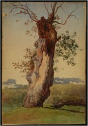 Fig. VII: Tronco d albero, forse 1840-43,