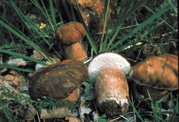 Atlante dei funghi