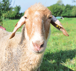 3.3 La razza Brogna La pecora di razza Brogna è conosciuta anche con altri nomi, come Brognola, Progna, Ross a Vis e Testa Rossa.