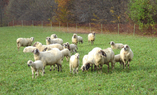 1. INTRODUZIONE Negli ultimi 30-40 anni l agricoltura è radicalmente cambiata sia nelle aree di pianura che di collina e montagna; la meccanizzazione massiccia, l ampia disponibilità di concimi