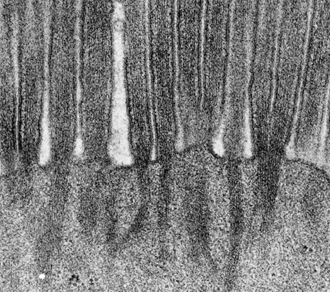 Glicoproteine e Glicolipidi, nel loro complesso, sulla superficie esterna della membrana plasmatica sono molto abbondanti e costituiscono il