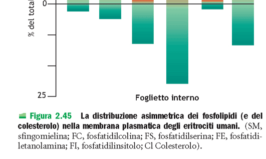 ASIMMETRIA