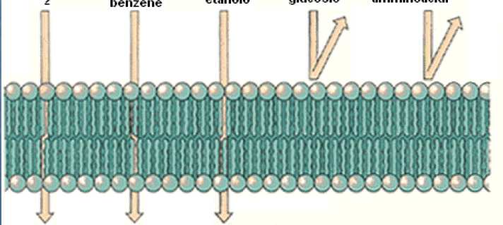 LA MEMBRANA CELLULARE E SELETTIVAMENTE PERMEABILE, LA MEMBRANA CELLULARE E CIOE SOLO DETERMINATI TIPI