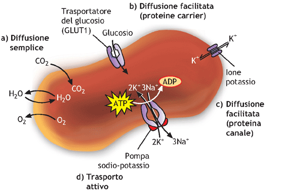 1) DIFFUSIONE SEMPLICE: AVVIENE SECONDO GRADIENTE DI CONCENTRAZIONE. LE MOLECOLE PASSANO LIBERAMENTE ATTRAV. IL BILAYER FOSFOLIPIDICO.